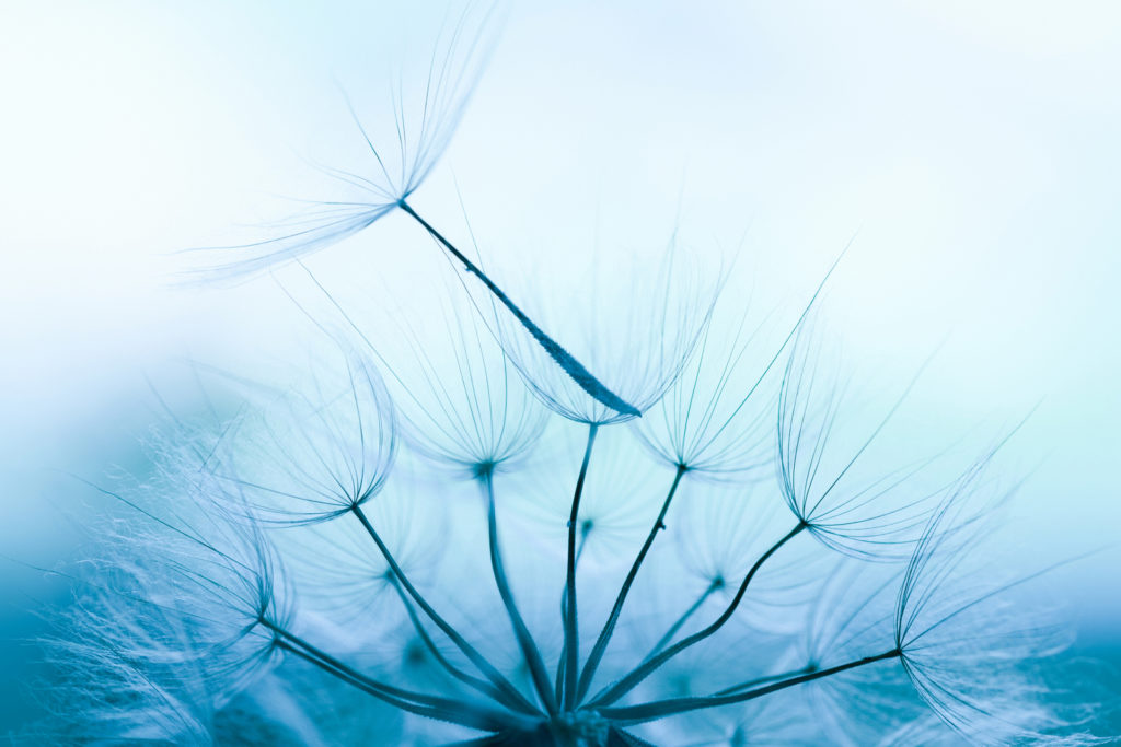 Nærbilde av en snart avblomstret løvetann. Foto.